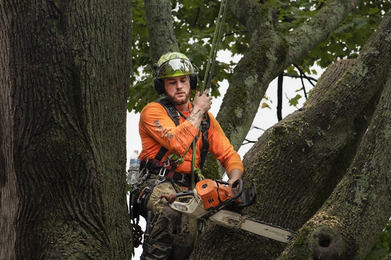 Tree service